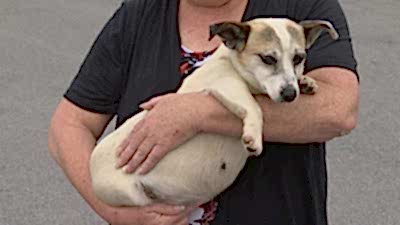 Пиометра матки у собак