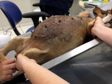 Пиометра матки у собак