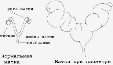 Пиометра матки у собак