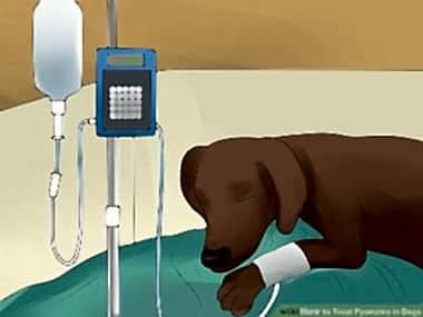 Пиометра матки у собак