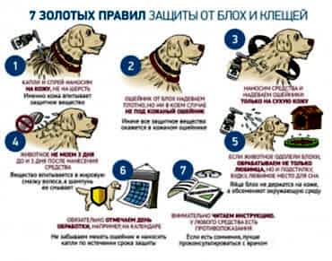 Пироплазмоз (клещевая инфекция) у собак