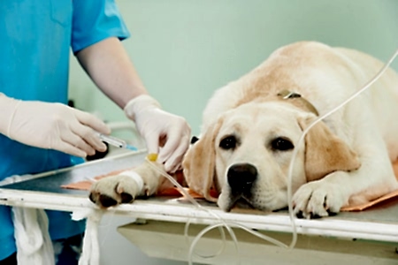 Пироплазмоз (клещевая инфекция) у собак