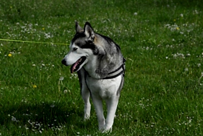 Пироплазмоз (клещевая инфекция) у собак