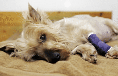 Пироплазмоз (клещевая инфекция) у собак