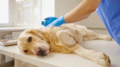 Пироплазмоз (клещевая инфекция) у собак