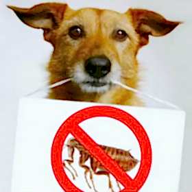 piroplazmoz u sobak 8