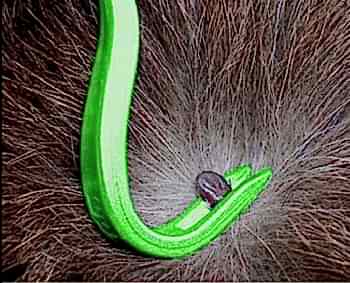 Пироплазмоз (клещевая инфекция) у собак