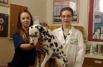 Полноценно поставить диагноз может лишь грамотный ветеринарный врач