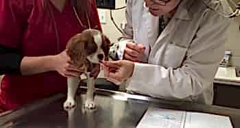 Если собака полностью теряет интерес к жизни, лежит, не реагирует на попытки накормить и напоить ее, необходима срочная ветпомощь и немедленная оценка состояния здоровья