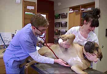 Основные параметры, которые следует проконтролировать: пульс, дыхание, давление и температура тела