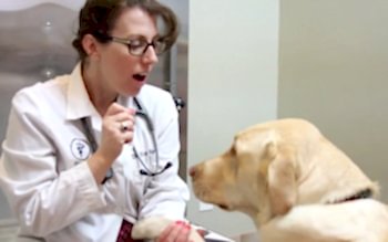 Распространенные заболевания у собак и их лечение