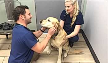 Если сориентироваться сложно, и есть какие-то несвойственные стандартному поведению собаки особенности, ветеринарная служба рекомендует оценить наличие/отсутствие типичных признаков заболеваний у собаки