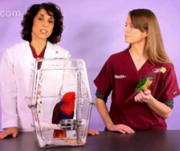 Болезни клюва у попугаев и лечение их ветврачом орнитологом