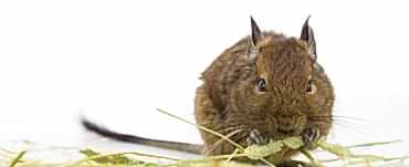 Болезни и лечение дегу (чилийских белок) ветврачом ратологом