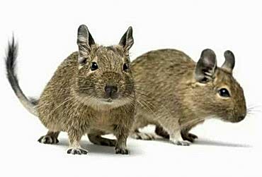 Болезни и лечение дегу (чилийских белок) ветврачом ратологом