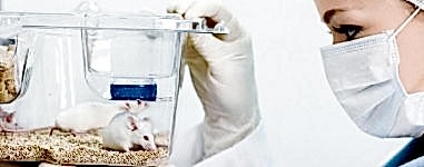 Лечение декоративных (домашних) мышей ветеринарным врачом ратологом