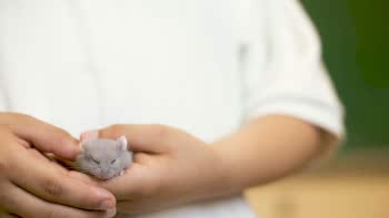 Лечение декоративных (домашних) мышей ветеринарным врачом ратологом