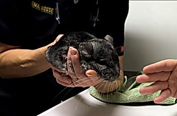 Содержание шиншилл и лечение ветврачом ратологом