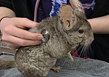 Содержание шиншилл и лечение ветврачом ратологом