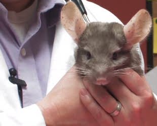 Содержание шиншилл и лечение ветврачом ратологом