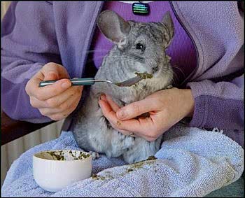 Содержание шиншилл и лечение ветврачом ратологом