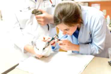 Содержание шиншилл и лечение ветврачом ратологом