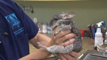 Содержание шиншилл и лечение ветврачом ратологом