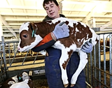 Как определить симптомы заболевания у крупного рогатого скота