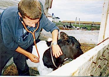 Виды заболевания коров и телят