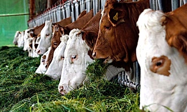 Мастит проявляется, в основном, у молодых коров, только начавших давать молоко