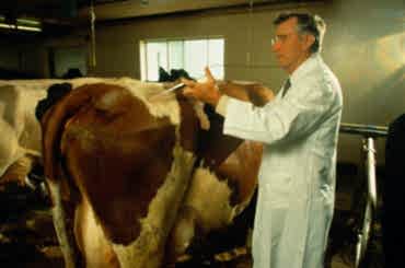 Что делать при обнаружении инфекционных болезней у крупно рогатого скота?