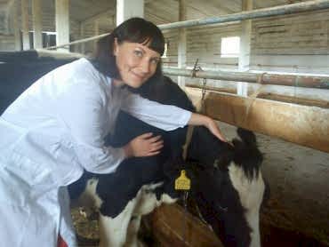 Лечение коров и телят проводится специалистами из ветеринарной клиники