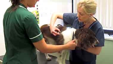 Питомниковый(вольерный) кашель или вирус парагриппа у собак