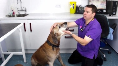 Питомниковый(вольерный) кашель или вирус парагриппа у собак