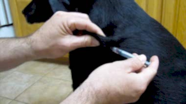 Питомниковый(вольерный) кашель или вирус парагриппа у собак