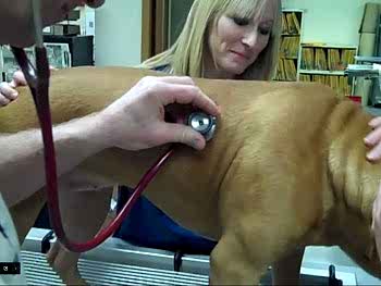 Питомниковый(вольерный) кашель или вирус парагриппа у собак