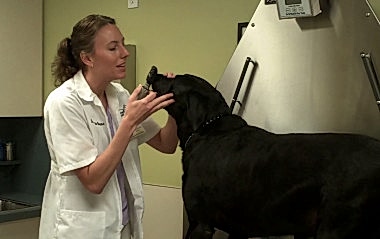 Питомниковый(вольерный) кашель или вирус парагриппа у собак