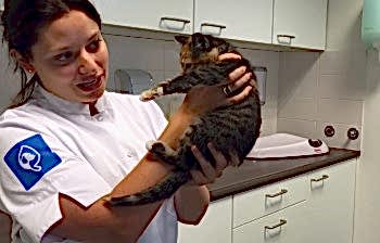 Кальцивирусная инфекция у кошек и котов