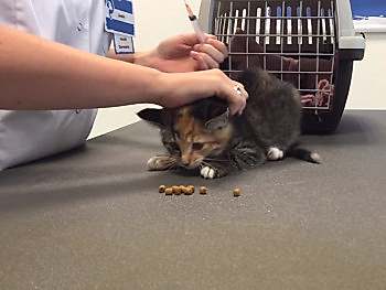 Кальцивирусная инфекция у кошек и котов