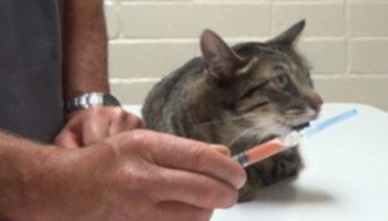 Кальцивирусная инфекция у кошек и котов