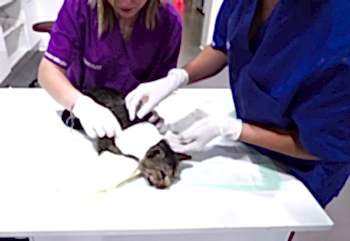 Панлейкопения (кошачья чумка) кошек и котят