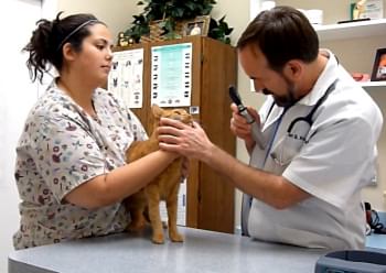 Органические и функциональные поражения органов и систем кошек 