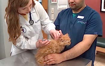 Самыми первыми диагностическими мероприятиями станут измерительные процедуры