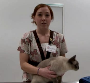 Оценив состояние, врач порекомендует поместить животное в клинику или может быть оказана ветеринарная помощь на дому, в зависимости от предполагаемого диагноза и особенностей его лечения