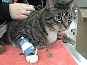 Оценив состояние, врач порекомендует поместить животное в клинику или может быть оказана ветеринарная помощь на дому, в зависимости от предполагаемого диагноза и особенностей его лечения