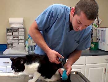 Это новообразования, причину появления и особенности развития которых часто невозможно предугадать. Лечение - оперативное и химиотерапия.