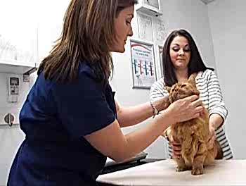 Большинства этих недугов или, по крайней мере, катастрофических последствий от их заражения, можно избежать, своевременно прививая питомца