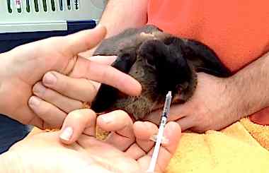 Болезни и лечение декоративных кроликов ветврачом ратологом