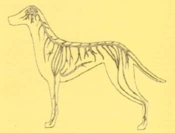 Основные заболевания, которые могут быть связаны с центральной нервной системой, делятся на органические и функциональные.