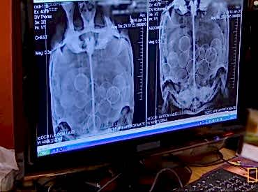 Домашнее содержание сухопутной черепахи и её лечение ветеринаром герпетологом